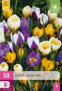 Crocus Species Mix