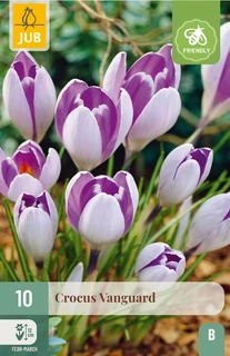 Crocus Vanguard - 10 bloembollen