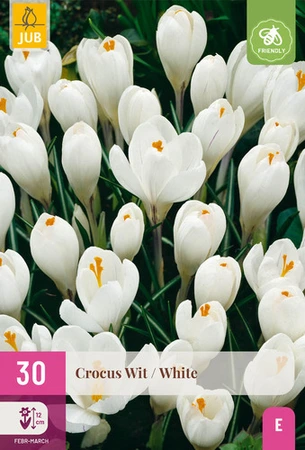 Crocus Wit - 30 bloembollen