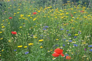 Cruydt-Hoeck Akkerbloemen - Snelbloeiend En Kleurrijk - afbeelding 3