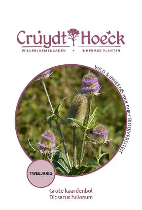 Cruydt-Hoeck Grote Kaardenbol - Dipsacus Fullonum