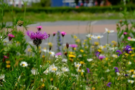 Cruydt-Hoeck Plukmengsel - Inheemse Bloemen Op De Vaas - afbeelding 3