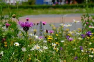 Cruydt-Hoeck Plukmengsel - Inheemse Bloemen Op De Vaas - afbeelding 3