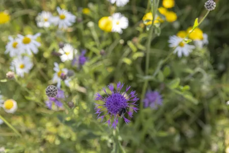 Cruydt-Hoeck Wildebloemenweide - Kleurrijk Voor Zand- En Leemgronden - afbeelding 4