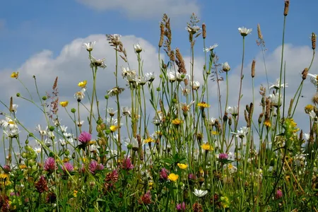Cruydt-Hoeck Wildebloemenweide - Voor Klei- En Leemgronden - afbeelding 3