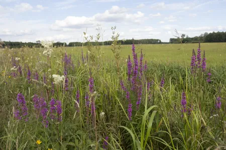 Cruydt-Hoeck Wildebloemenweide - Voor Natte Grond - afbeelding 2
