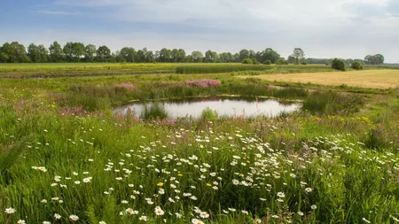 Cruydt-Hoeck Wildebloemenweide - Voor Natte Grond - afbeelding 4