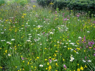 Cruydt-Hoeck Wildebloemenweide - Voor Zandgrond - afbeelding 4