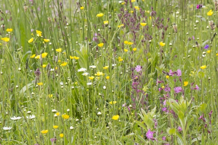 Cruydt-Hoeck Wildebloemenweide - Voor Zandgrond - afbeelding 3