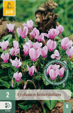 Cyclamen hederifolium