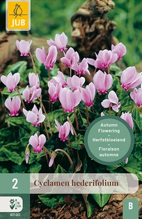 Cyclamen Hederifolium 2st