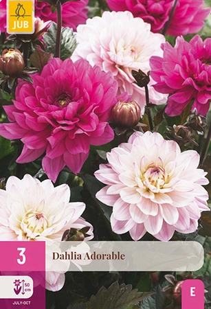 Dahlia Adorable 3st