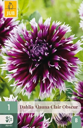 Dahlia Alauna Clair Obscur 1st