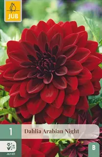 Dahlia Arabian Night 1st