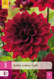 Dahlia Arabian Night 3st