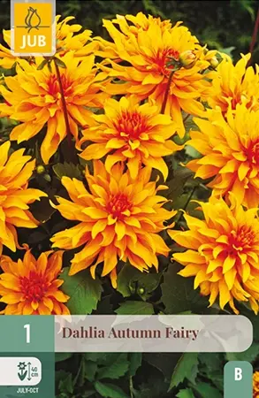 Dahlia Autumn Fairy 1st