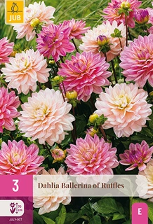 Dahlia Ballerina Of Ruffles 3st