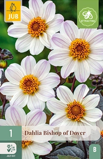 Dahlia Bishop Of Dover 1st