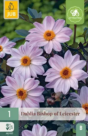 Dahlia Bishop Of Leicester 1st