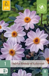 Dahlia Bishop Of Leicester 1st