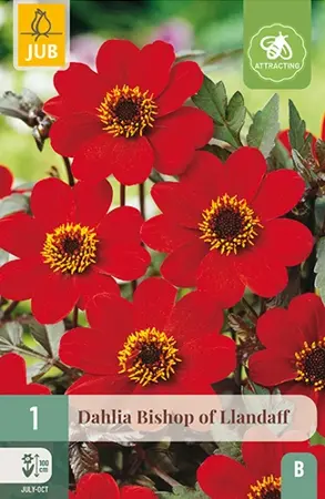 Dahlia Bishop Of Llandaff 1st