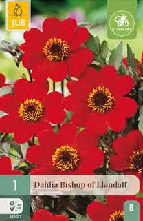 Dahlia Bishop Of Llandaff 1st