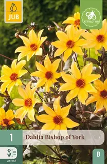 Dahlia Bishop Of York 1st