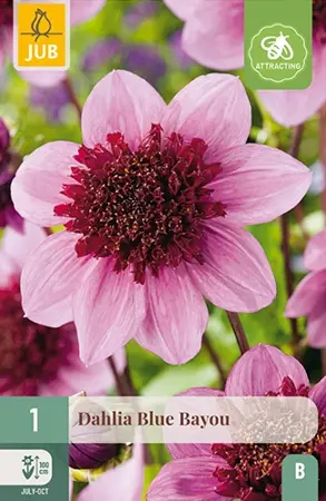 Dahlia Blue Bayou 1st