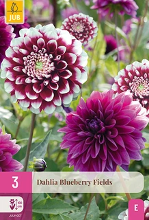 Dahlia Blueberry Fields 3st