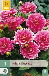 Dahlia Bluesette 1st