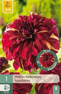 Dahlia Bohemian Spartacus 1st