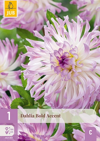 Dahlia Bold Accent 1st