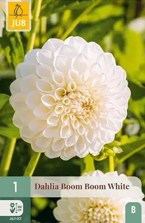 Dahlia Boom Boom White 1st