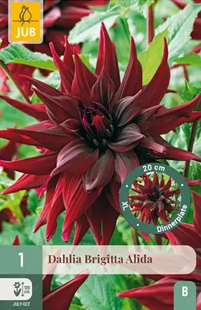 Dahlia Brigitta Alida 1st