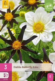 Dahlia Butterfly Love 3st