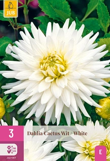 Dahlia Cactus Wit 3st