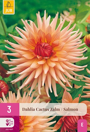 Dahlia Cactus Zalm 3st