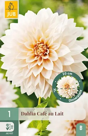 Dahlia Cafe Au Lait 1st