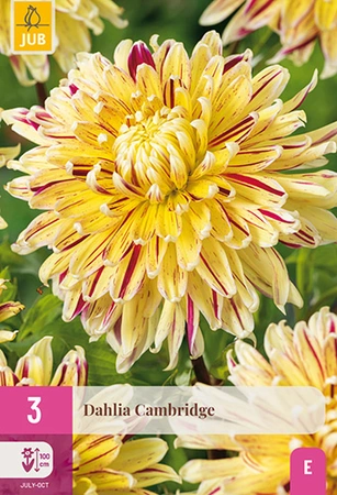Dahlia Cambridge 3st