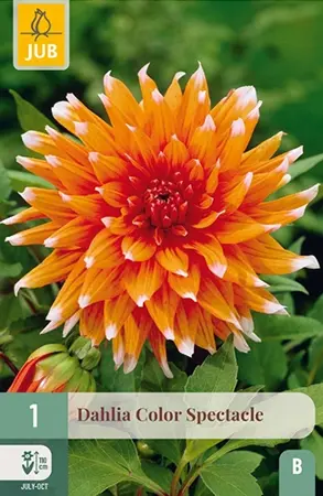 Dahlia Color Spectacle 1st