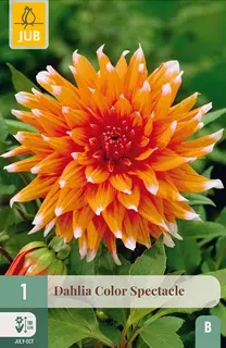 Dahlia Color Spectacle 1st