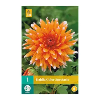 Dahlia Color Spectacle 1st