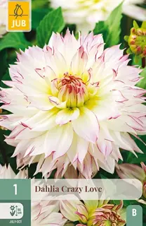 Dahlia Crazy Love 1st