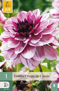 Dahlia Creme De Cassis 1st