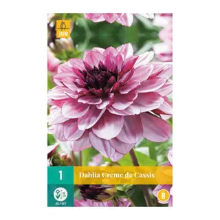 Dahlia Creme De Cassis 1st