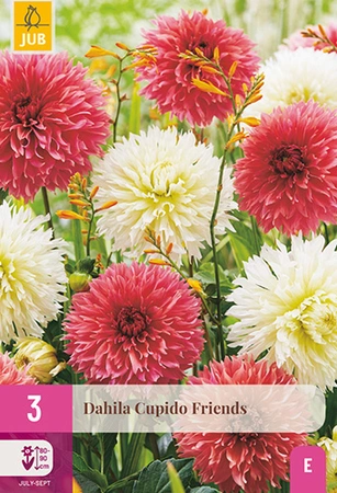 Dahlia Cupido Friends 3st