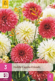 Dahlia Cupido Friends 3st