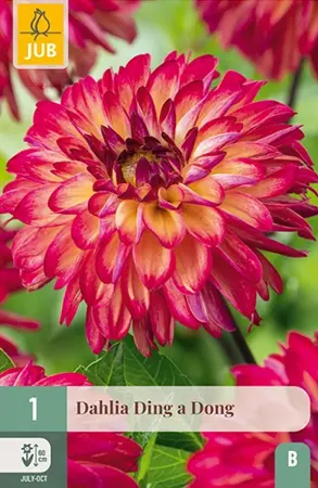 Dahlia Ding A Dong 1st