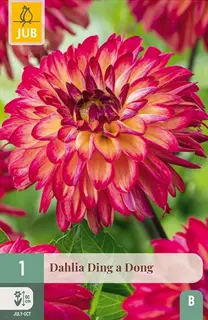 Dahlia Ding A Dong 1st