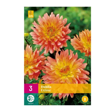 Dahlia Extase 3st